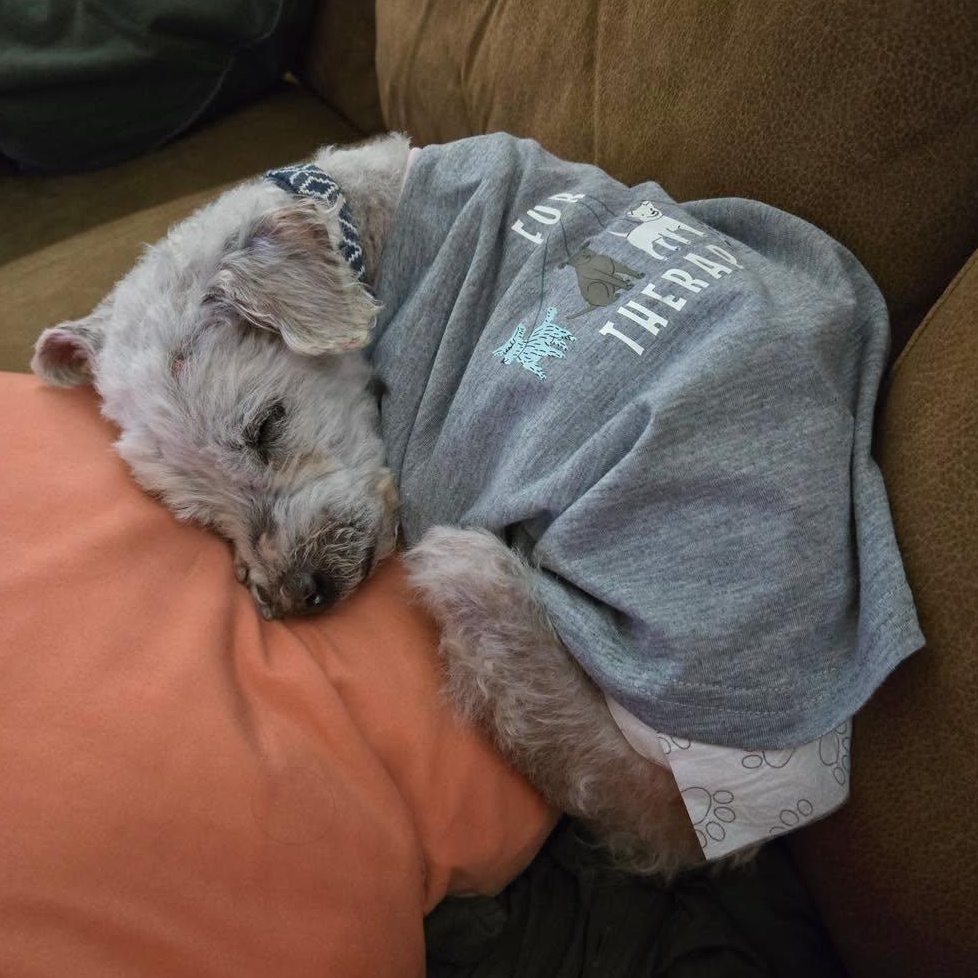 Lars in Colorado, a ADOPTABLE mixed breed in Boulder, CO image 3/6