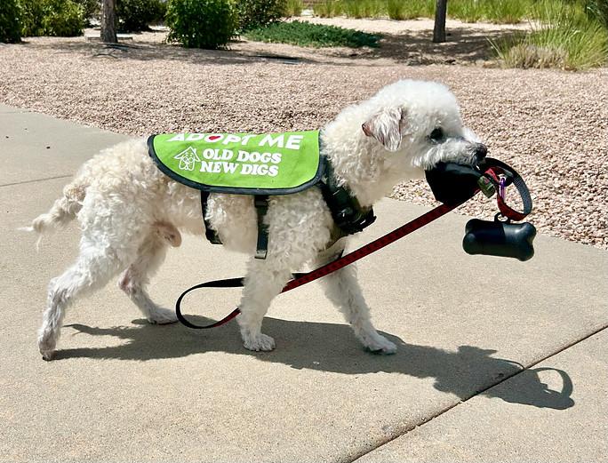 Lars in Colorado, a ADOPTABLE mixed breed in Boulder, CO image 2/6