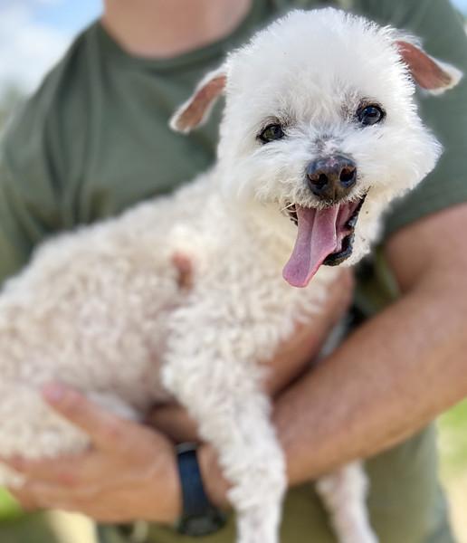 Lars in Colorado, ADOPTABLE, Senior Male Miniature Poodle.