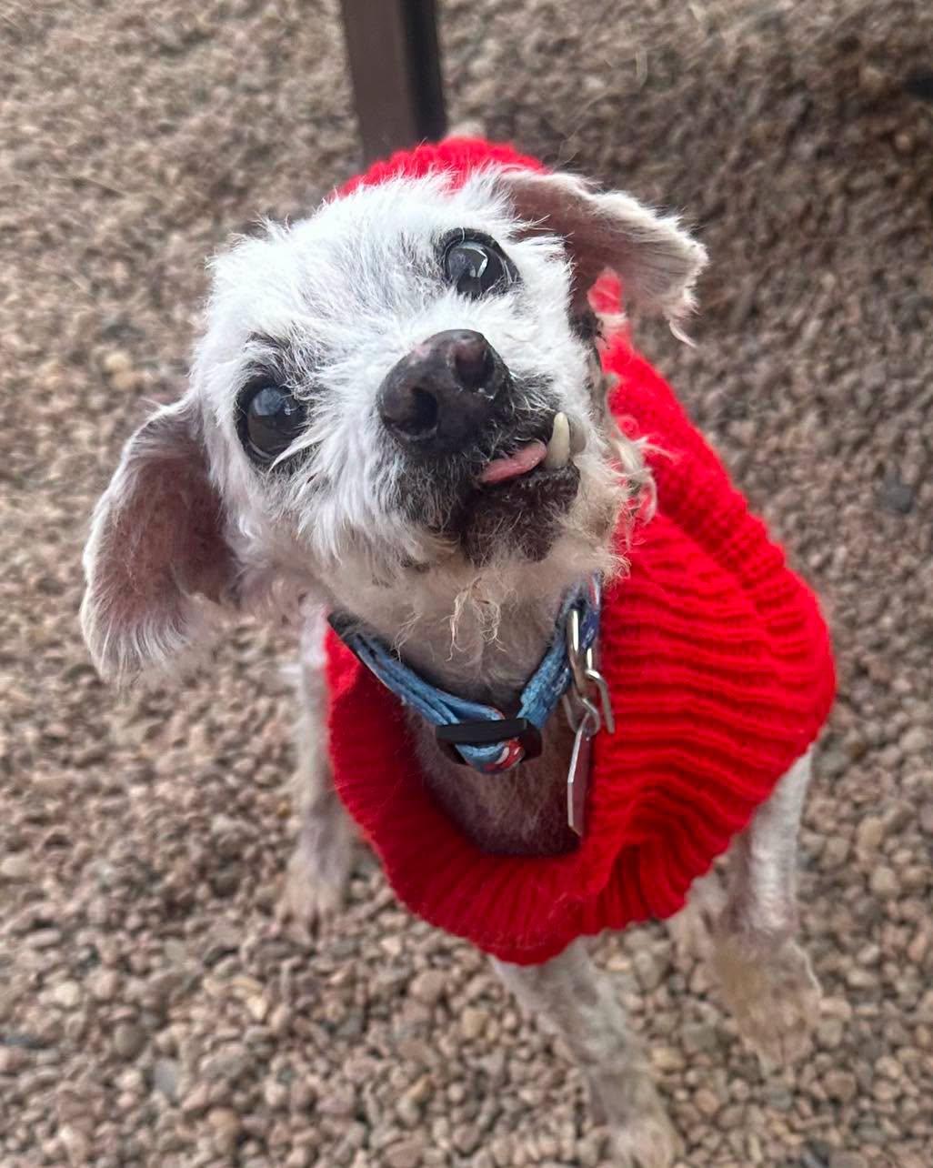 Lars in Colorado, a ADOPTABLE mixed breed in Boulder, CO image 2/6
