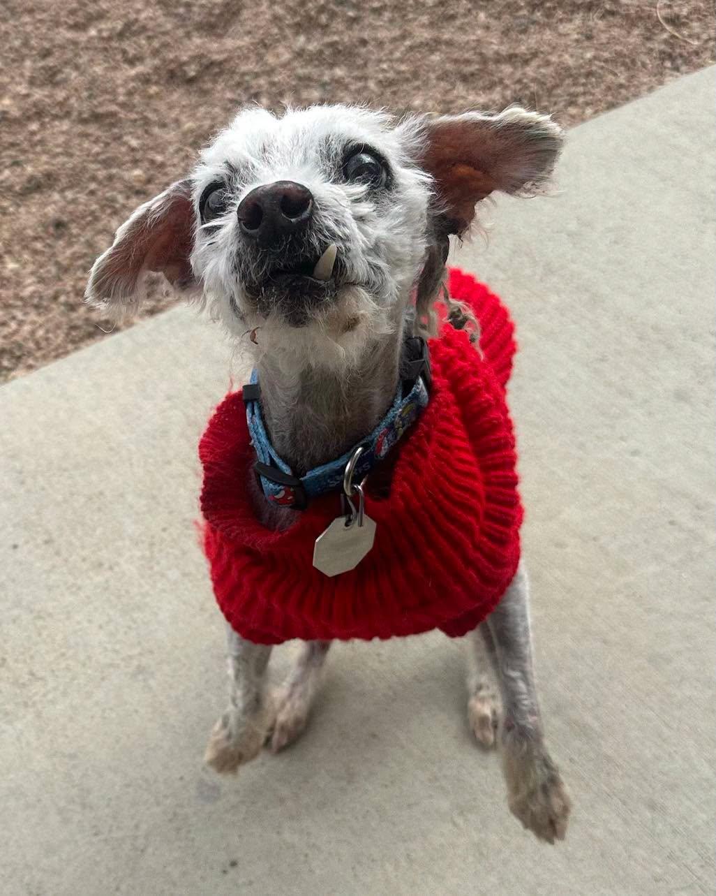 Lars in Colorado, a ADOPTABLE mixed breed in Boulder, CO image 6/6