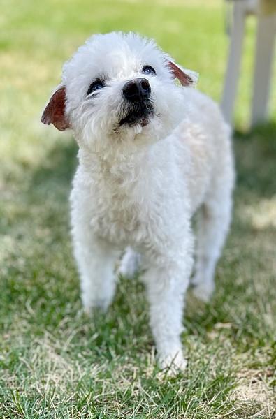 Lars in Colorado, a ADOPTABLE mixed breed in Boulder, CO image 3/6