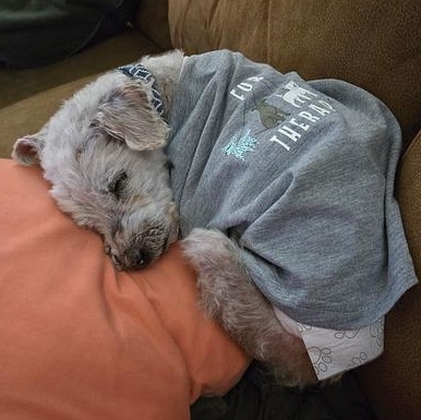 Lars in Colorado, a ADOPTABLE mixed breed in Boulder, CO image 6/6