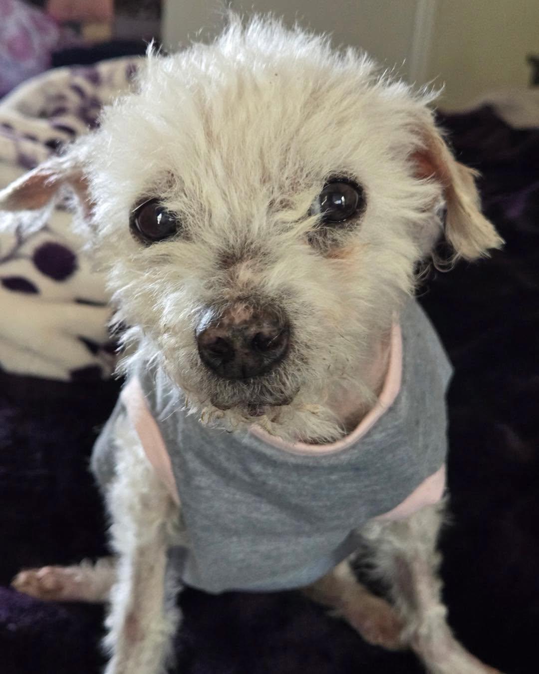 Lars in Colorado, ADOPTABLE, Senior Male Miniature Poodle.