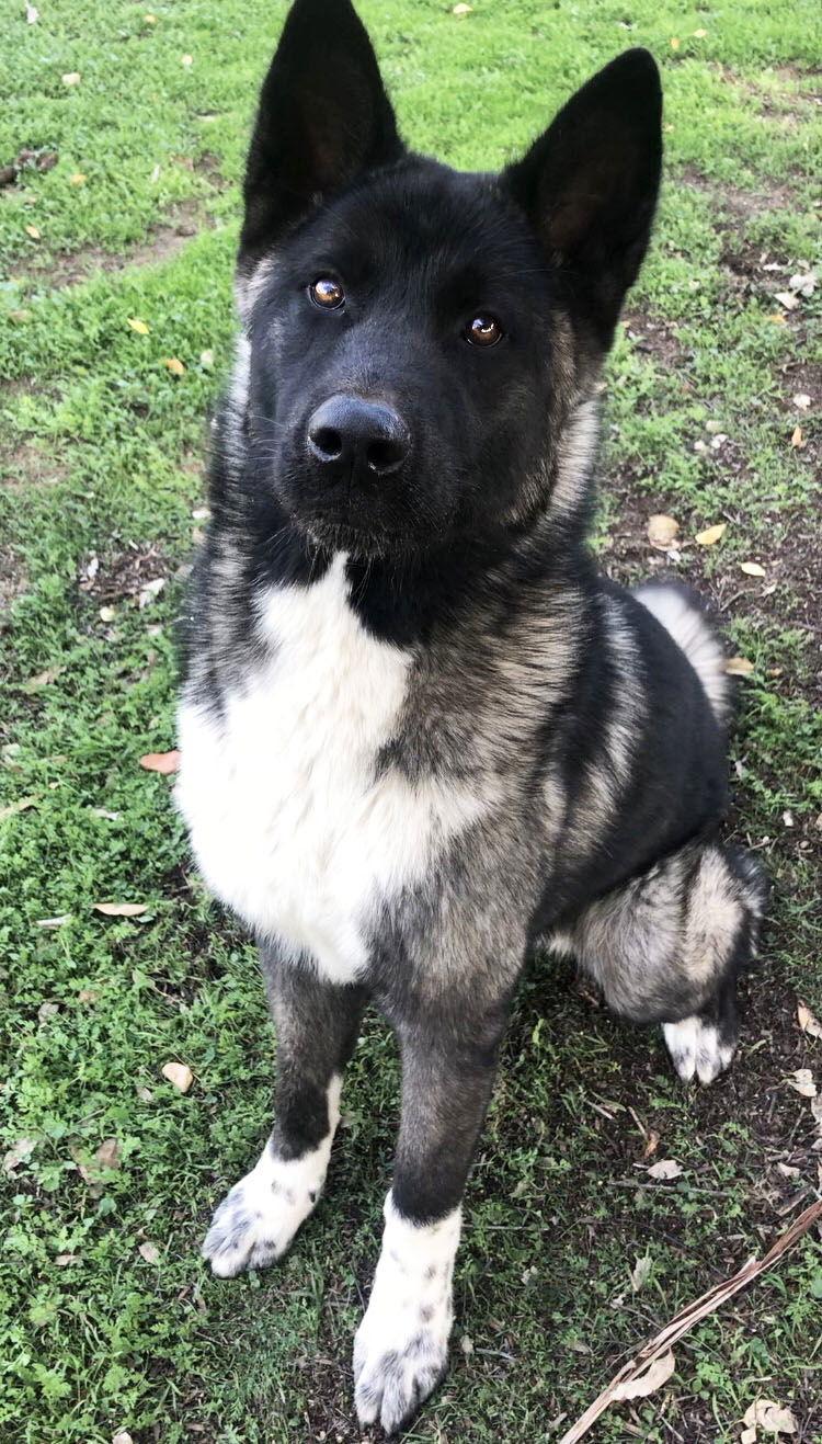Enlarge Micah - PUPPY, a Adoptable Akita in Romoland, CA image 2/3