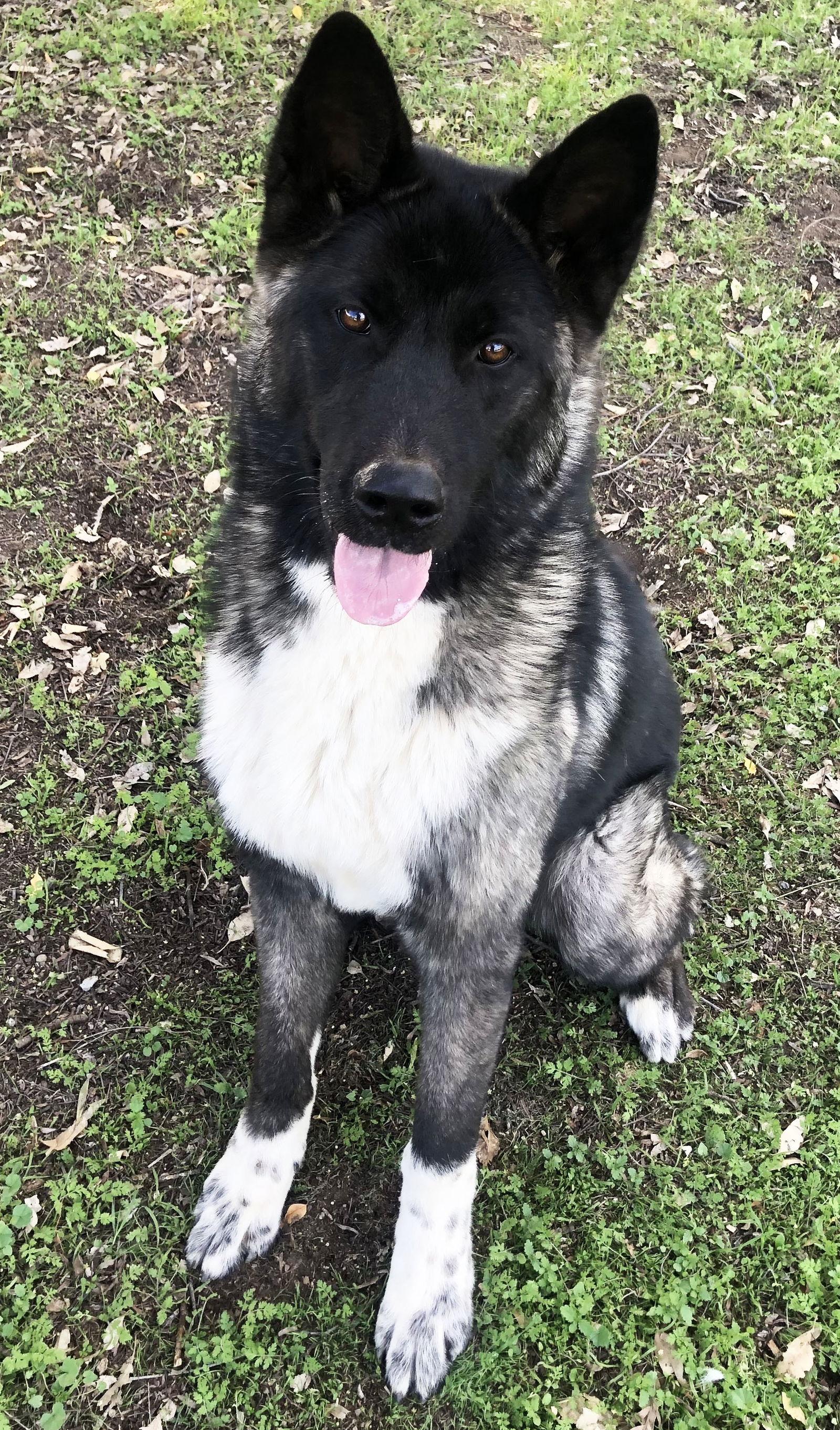Enlarge Micah - PUPPY, a Adoptable Akita in Romoland, CA image 3/3