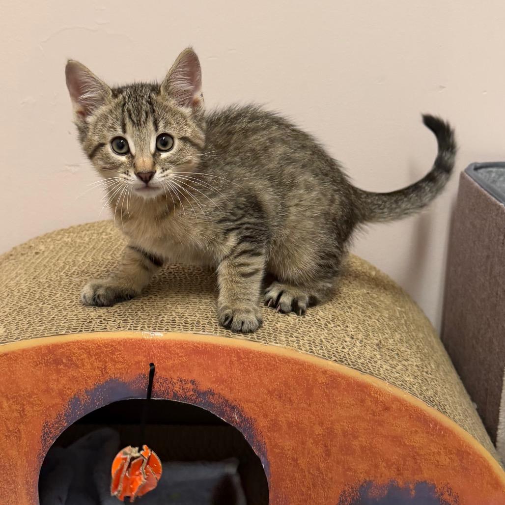 Chai, Adoptable, Kitten Female Domestic Short Hair.