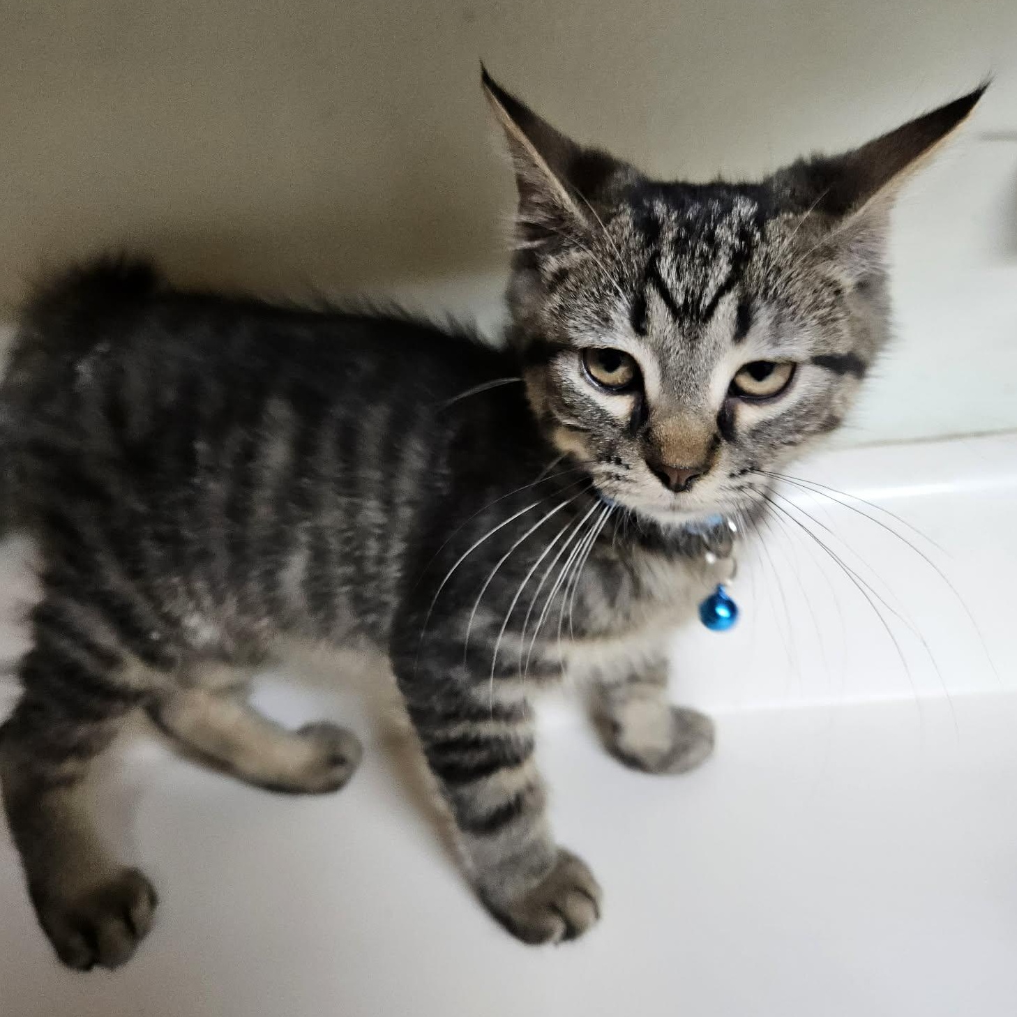 Zippy, adopted, Kitten Male Domestic Short Hair.