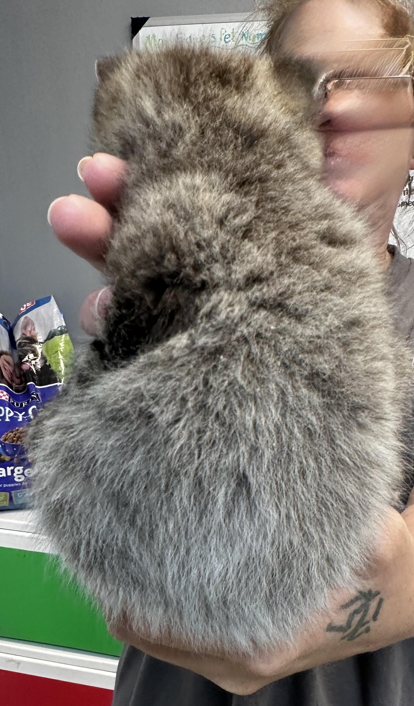 Zippy, an adopted Domestic Short Hair in Dyersburg, TN image 3/3