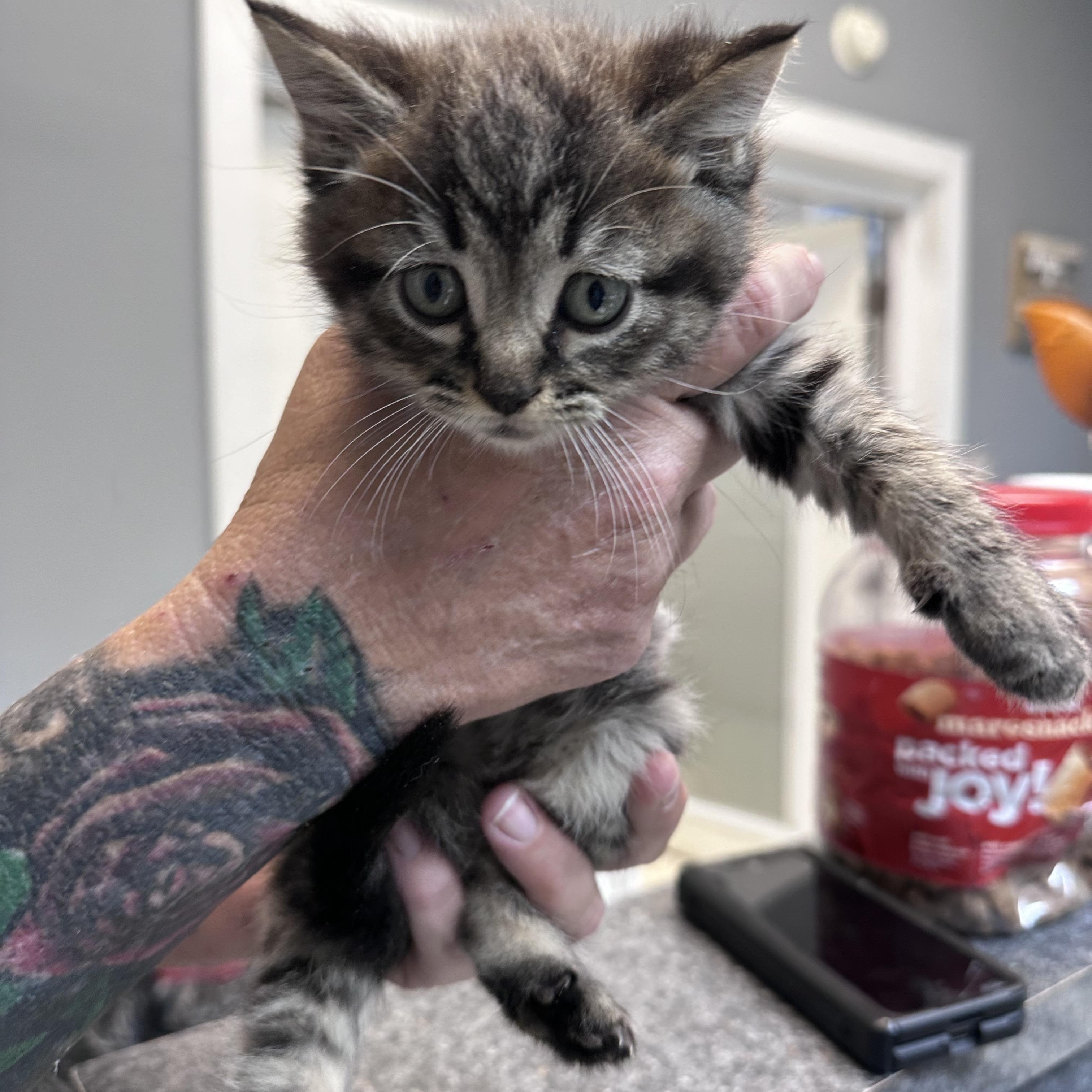 Zippy, an adopted Domestic Short Hair in Dyersburg, TN image 2/3