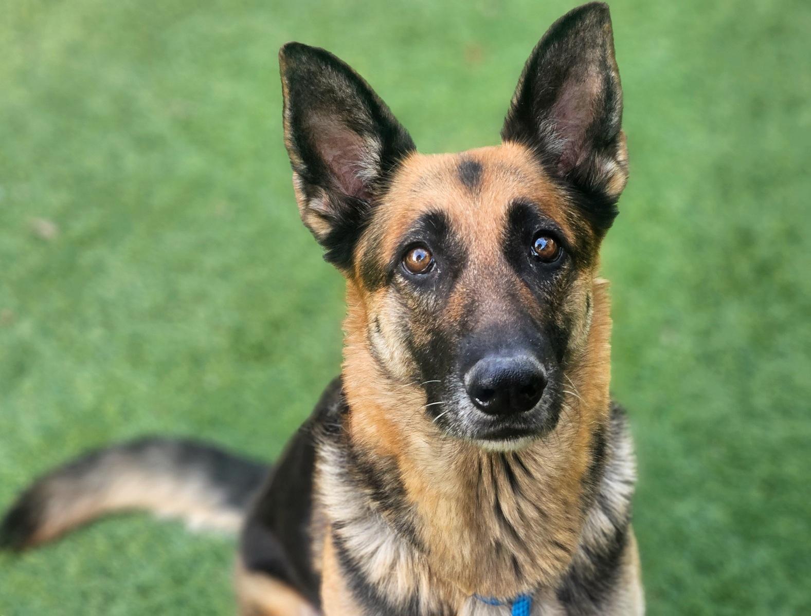 Enlarge Pearl, a ADOPTABLE German Shepherd Dog in San Jose, CA image 6/6