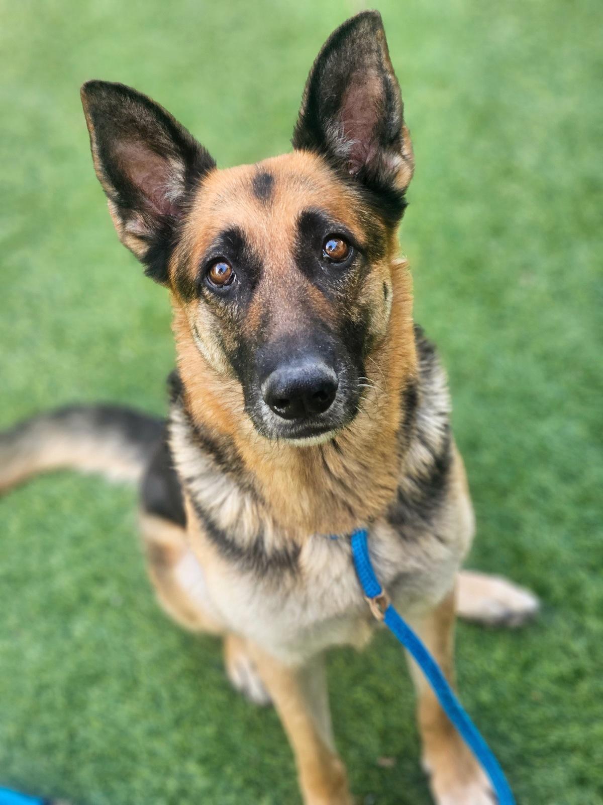 Enlarge Pearl, a ADOPTABLE German Shepherd Dog in San Jose, CA image 1/6