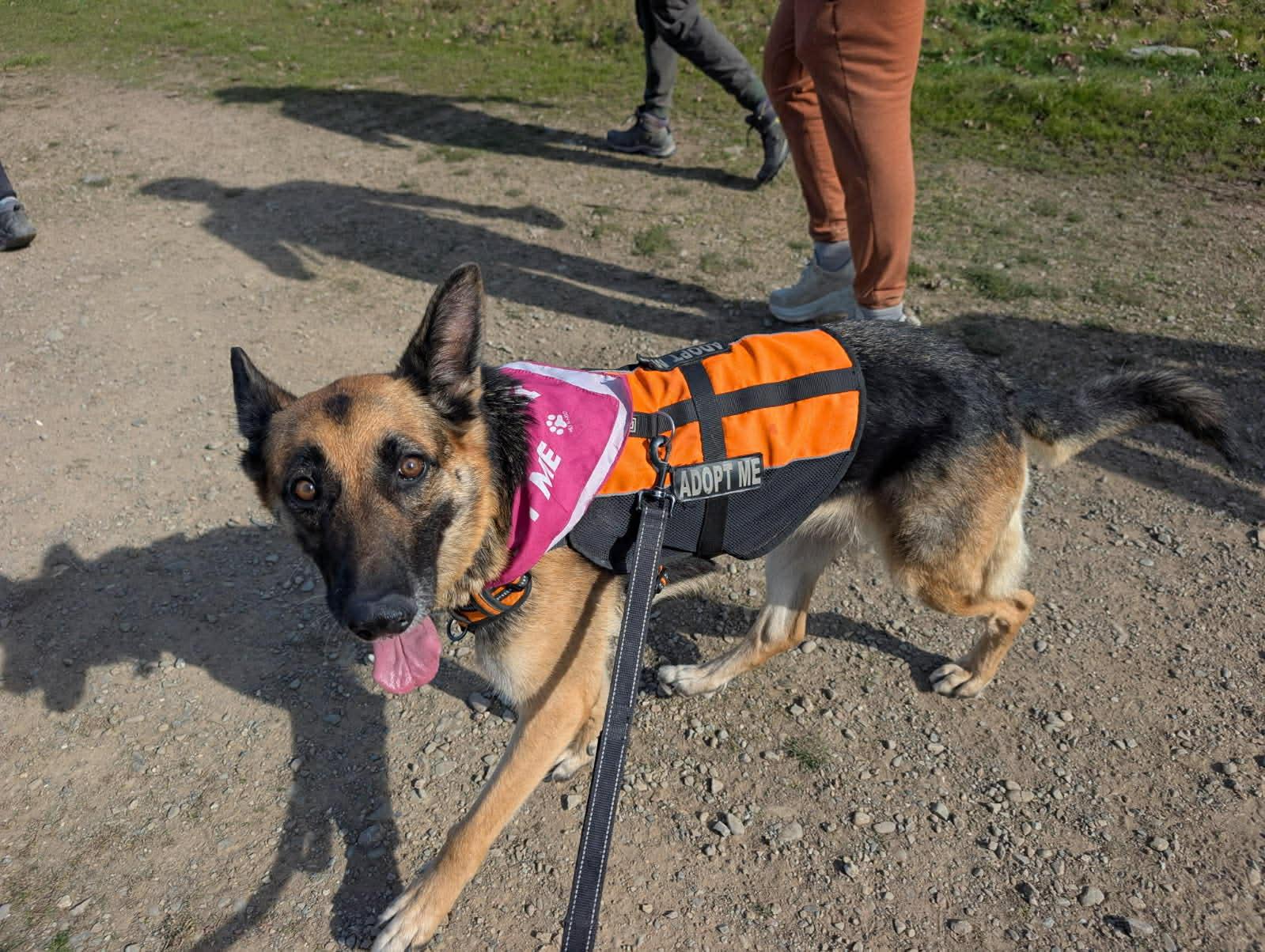 Enlarge Pearl, a ADOPTABLE German Shepherd Dog in San Jose, CA image 2/6