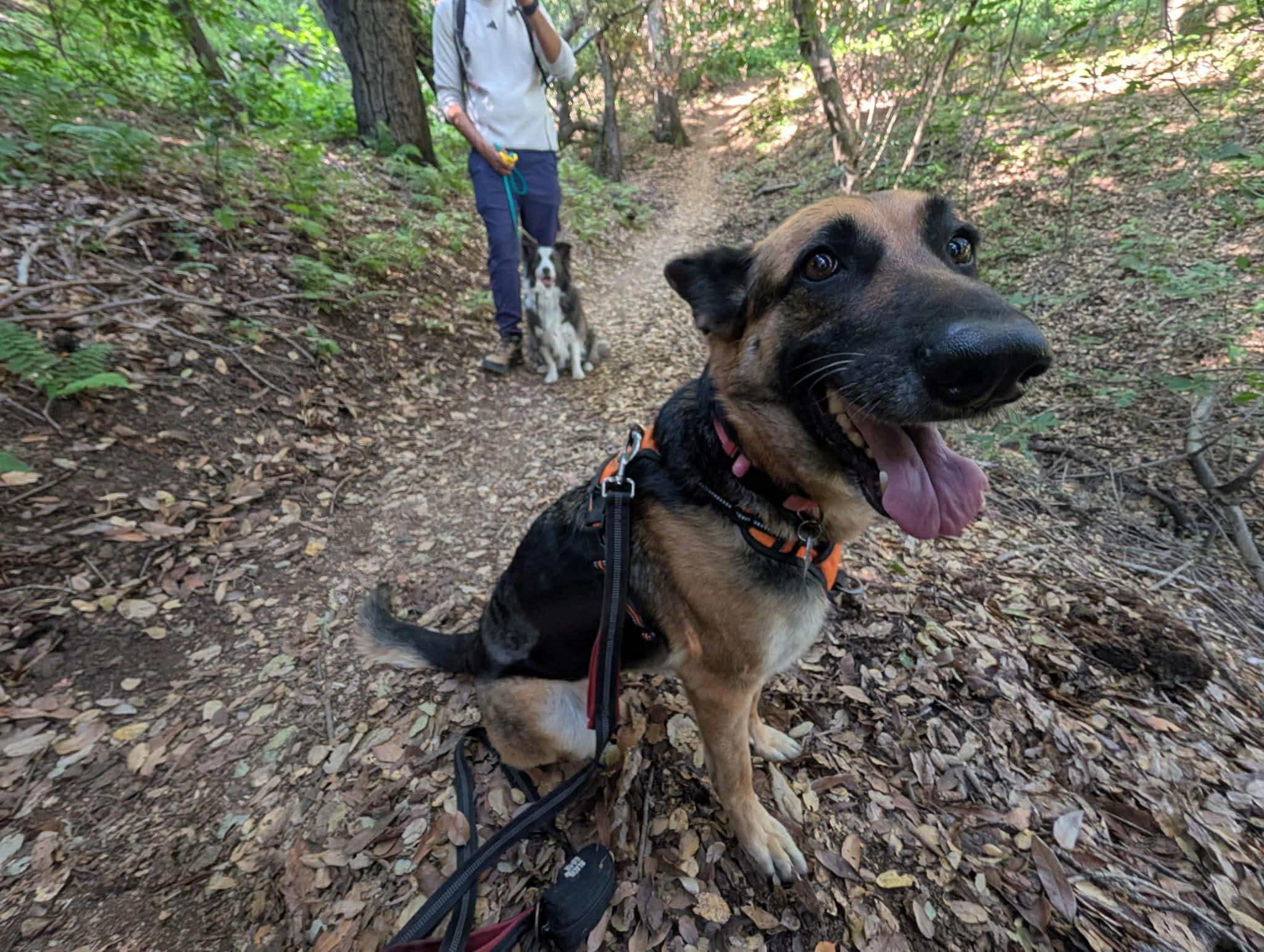 Enlarge Pearl, a ADOPTABLE German Shepherd Dog in San Jose, CA image 5/6