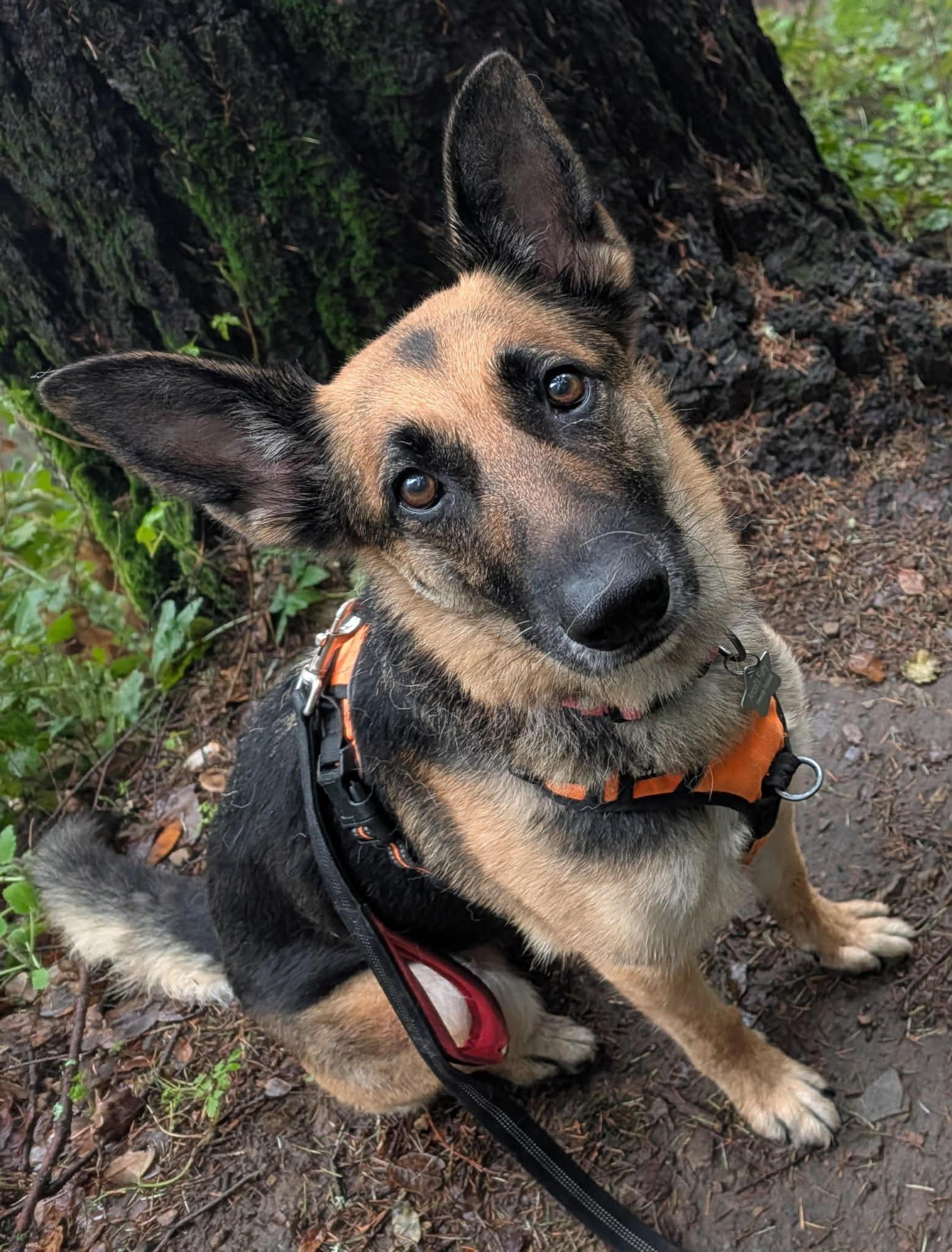 Enlarge Pearl, a ADOPTABLE German Shepherd Dog in San Jose, CA image 3/6