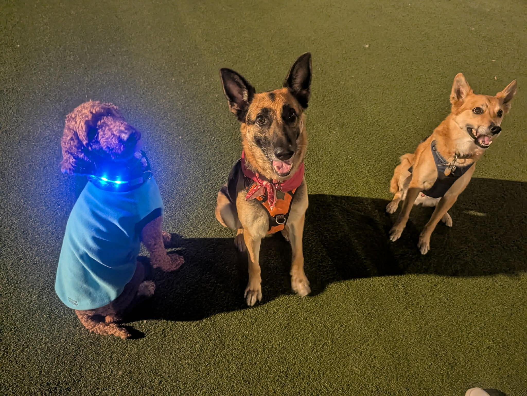 Enlarge Pearl, a ADOPTABLE German Shepherd Dog in San Jose, CA image 4/6