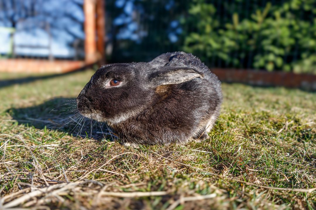 Momo, Adopted, Young Female Rex & Flemish Giant.