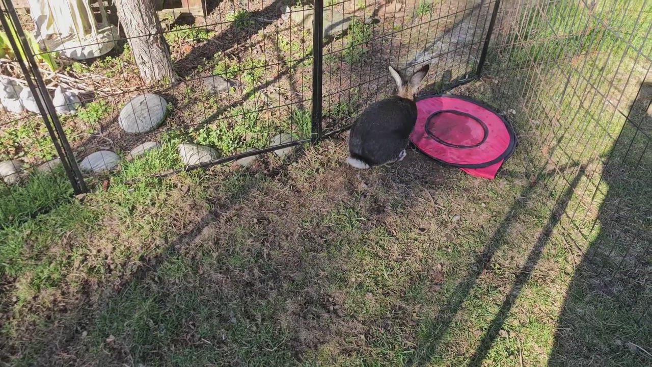 Enlarge Momo, a Adopted mixed breed in Ferndale, WA video 2/2