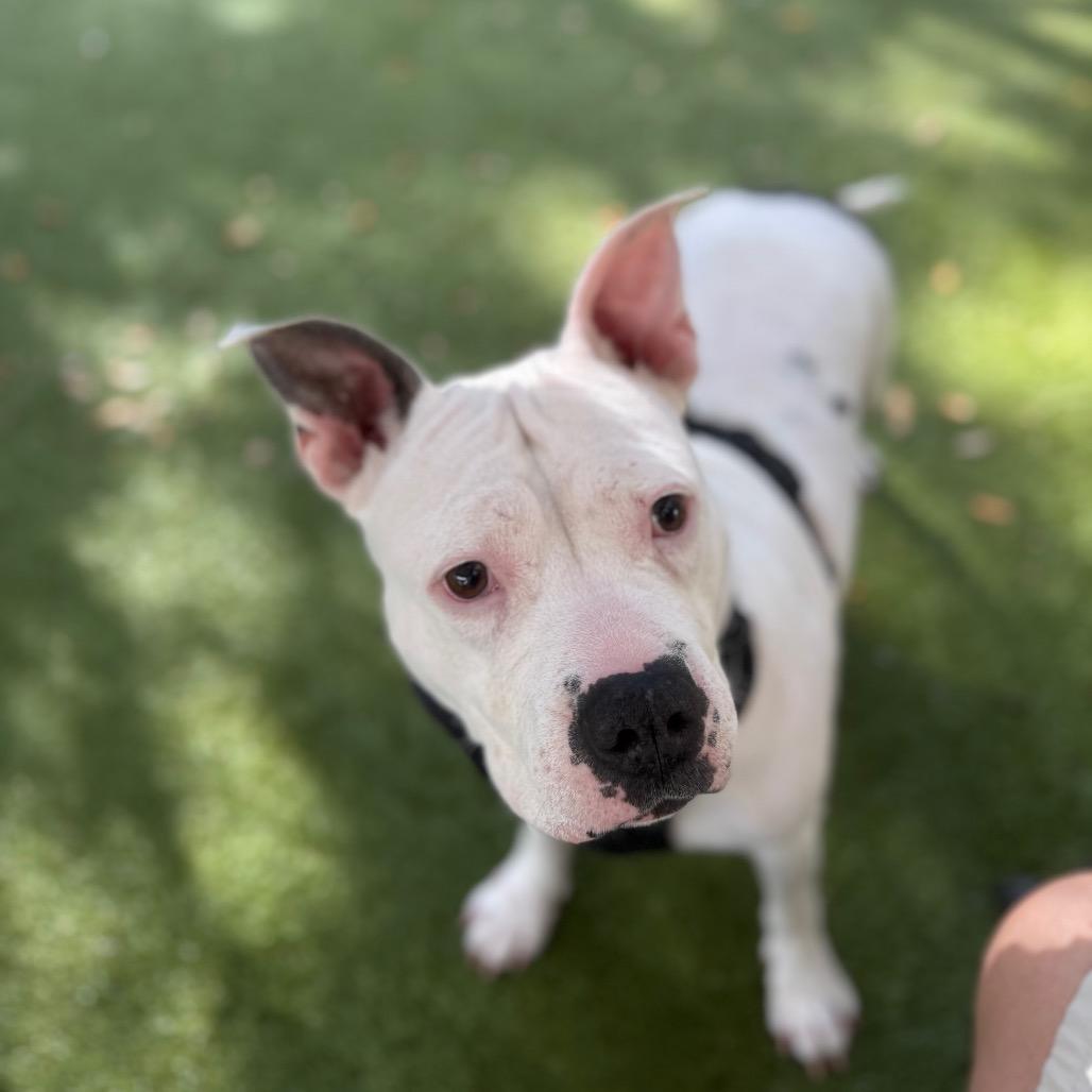 Jazzy, Adoptable, Adult Female Mixed Breed.