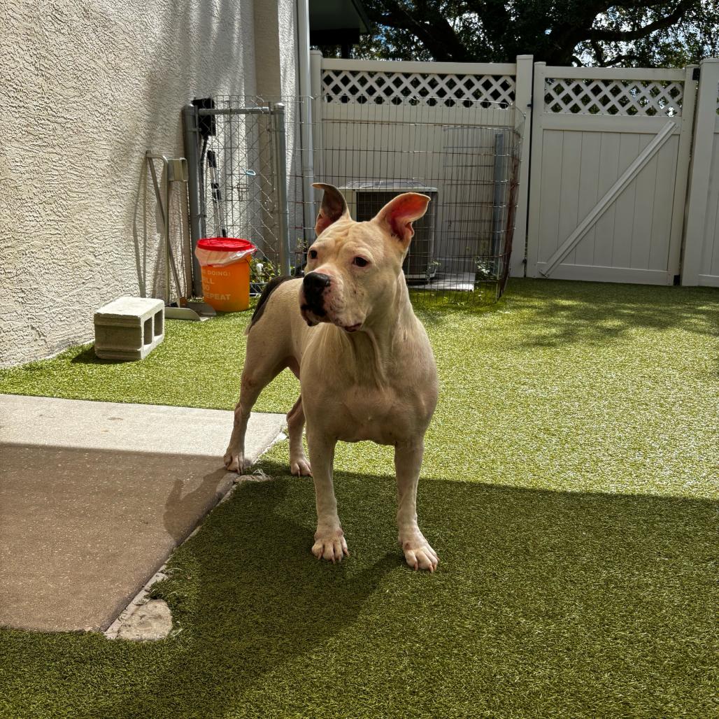 Enlarge Jazzy, a Adoptable Mixed Breed in Titusville, FL image 2/6