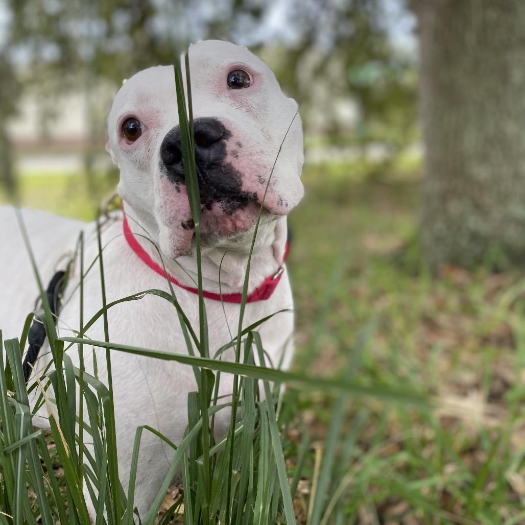 Enlarge Jazzy, a Adoptable Mixed Breed in Titusville, FL image 3/6