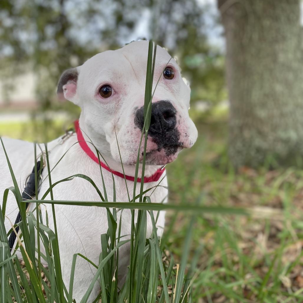 Enlarge Jazzy, a Adoptable Mixed Breed in Titusville, FL image 5/6