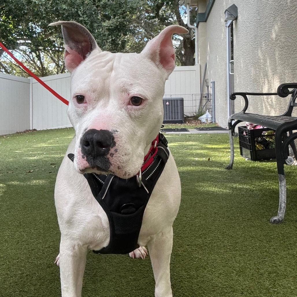 Enlarge Jazzy, a Adoptable Mixed Breed in Titusville, FL image 6/6