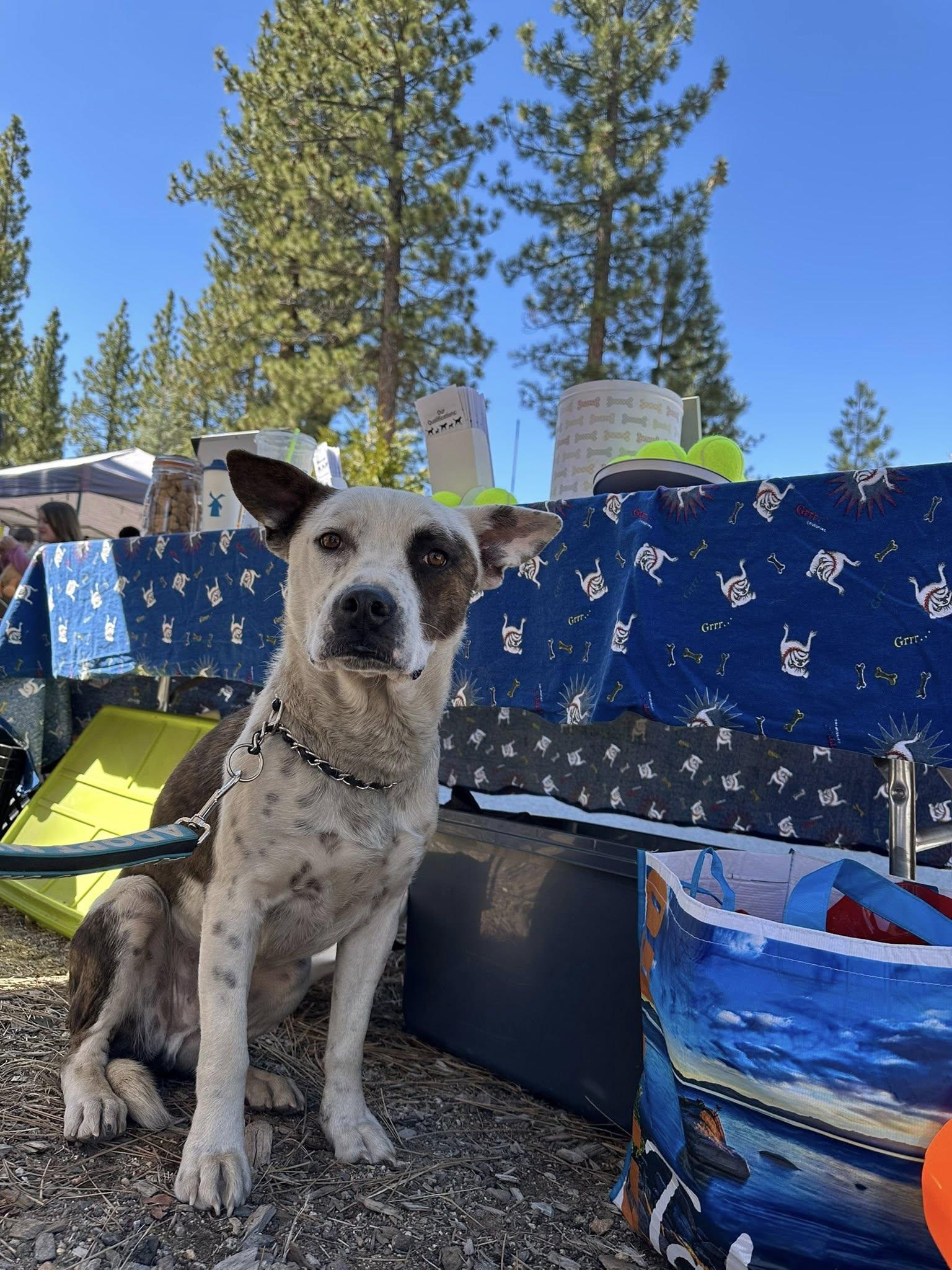 Enlarge Jack, a Adoptable Cattle Dog in Stateline, NV image 5/5