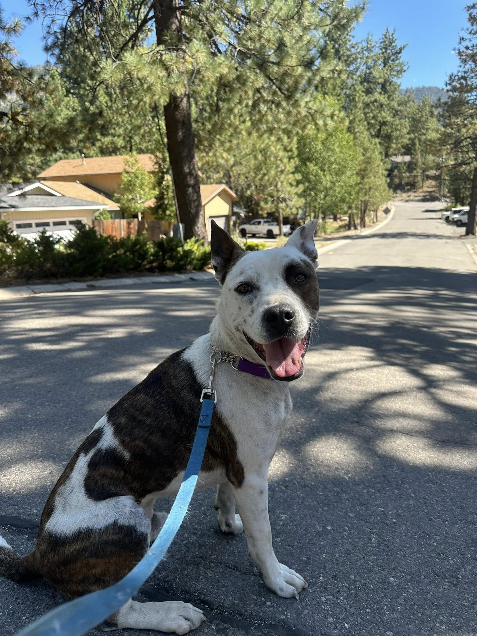 Enlarge Jack, a Adoptable Cattle Dog in Stateline, NV image 1/5