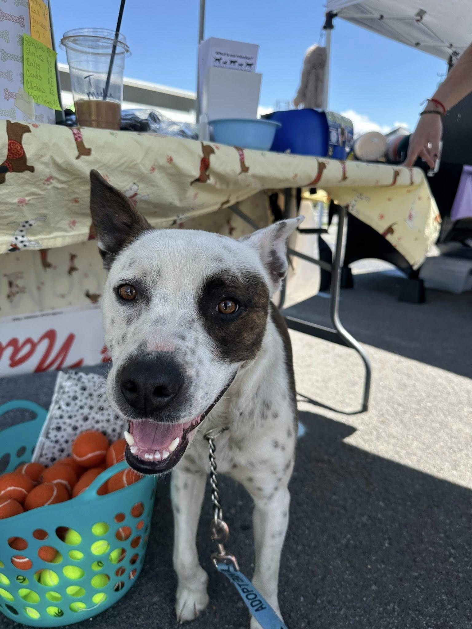 Enlarge Jack, a Adoptable Cattle Dog in Stateline, NV image 4/5