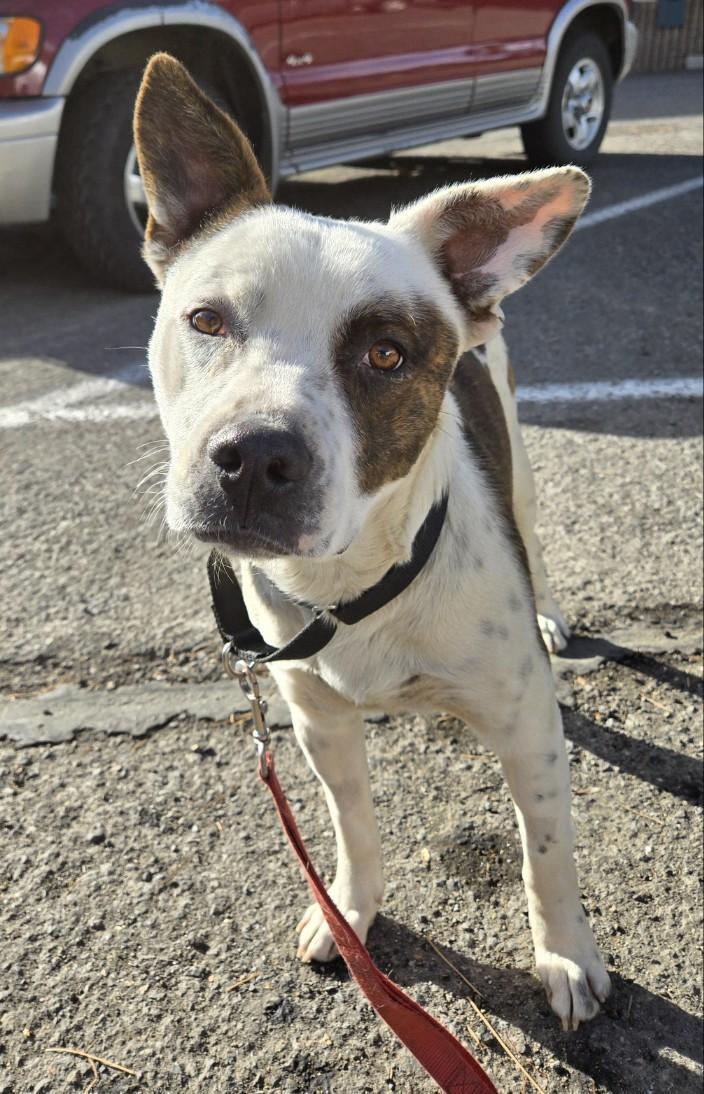 Enlarge Jack, a Adoptable Cattle Dog in Stateline, NV image 3/5
