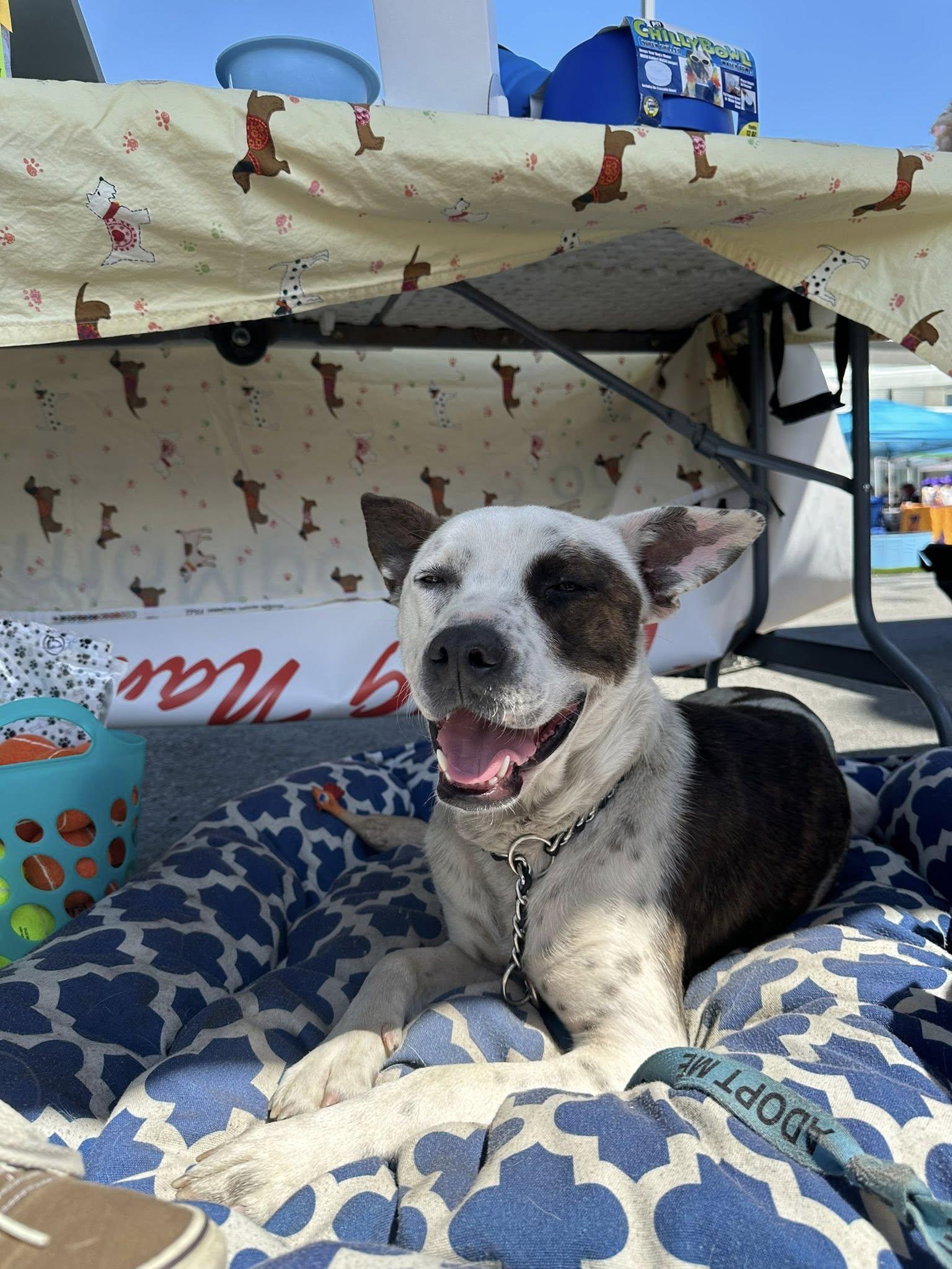 Jack, Young Male Cattle Dog