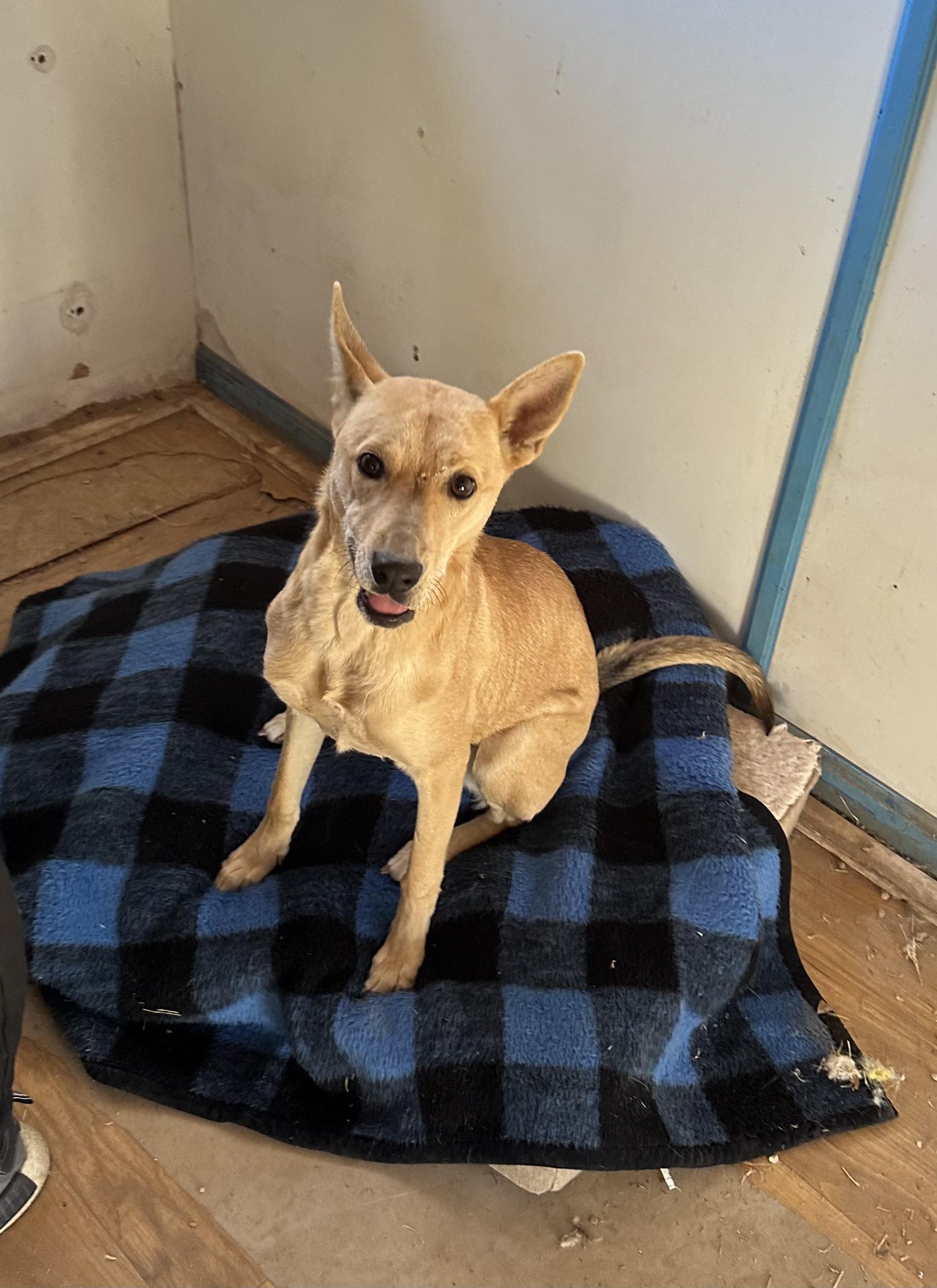 Poppy — thumbnail 2