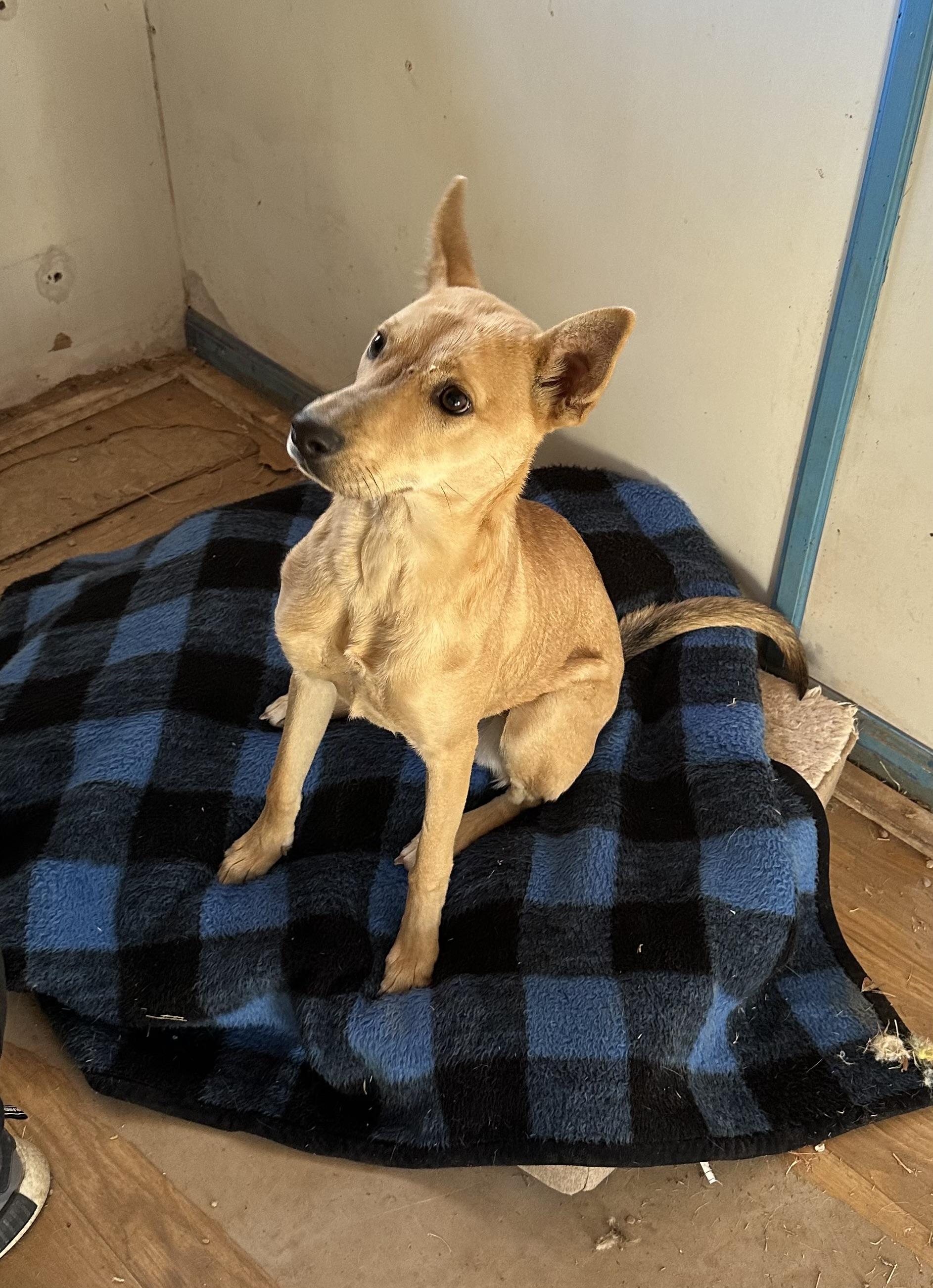 Poppy — thumbnail 3