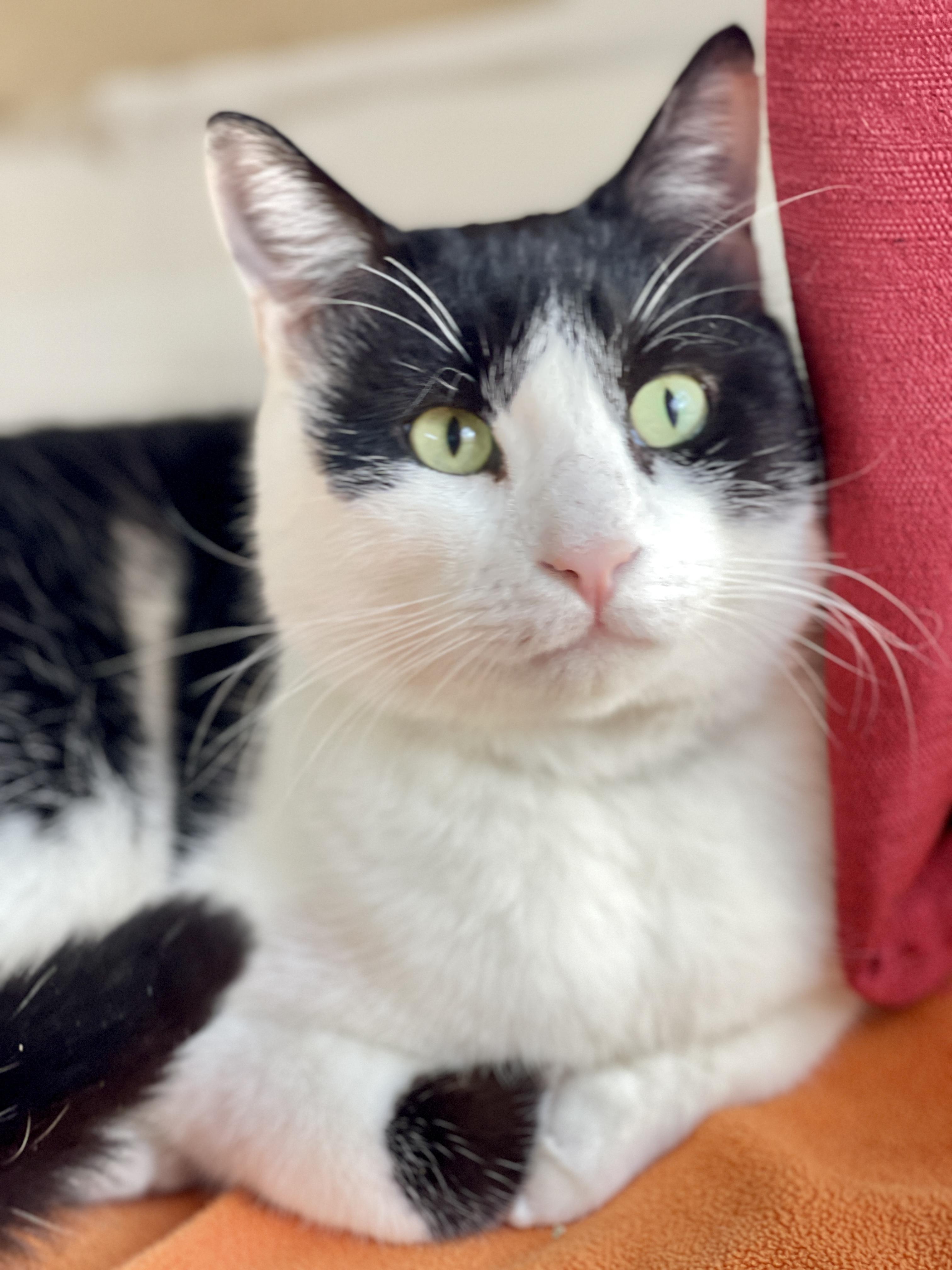 Enlarge Cosmo, an adoptable Tuxedo in Keller, TX image 2/6