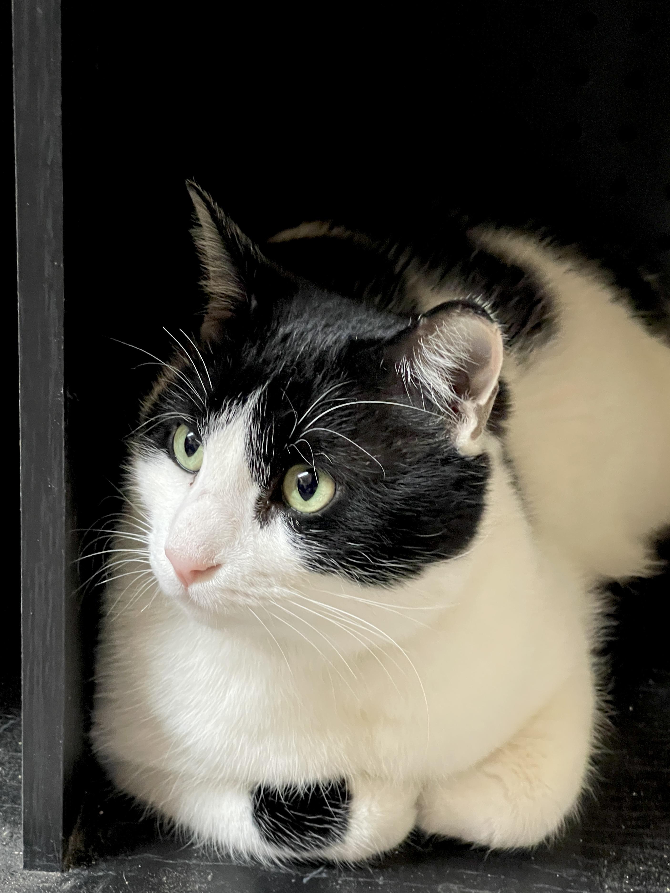Enlarge Cosmo, an adoptable Tuxedo in Keller, TX image 3/6