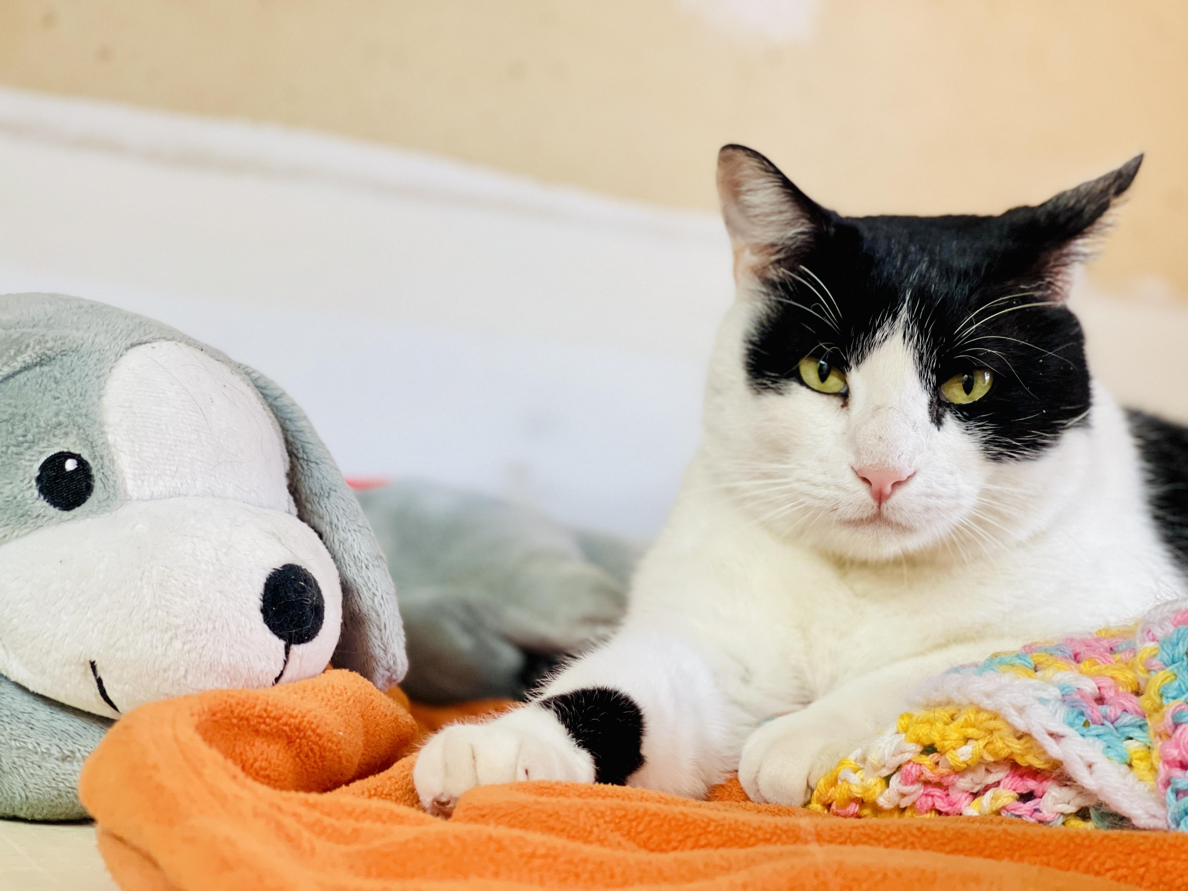 Enlarge Cosmo, an adoptable Tuxedo in Keller, TX image 1/6
