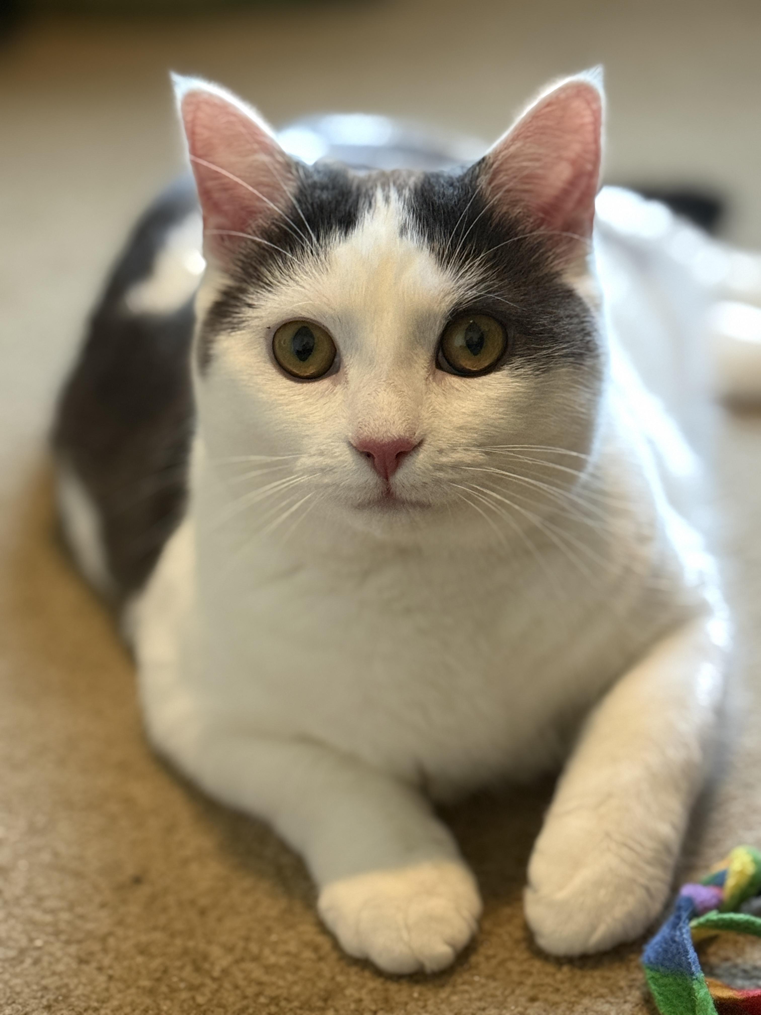 Enlarge Tai & Dionne (bonded pair), a ADOPTABLE Domestic Short Hair in Alexandria, VA image 3/6