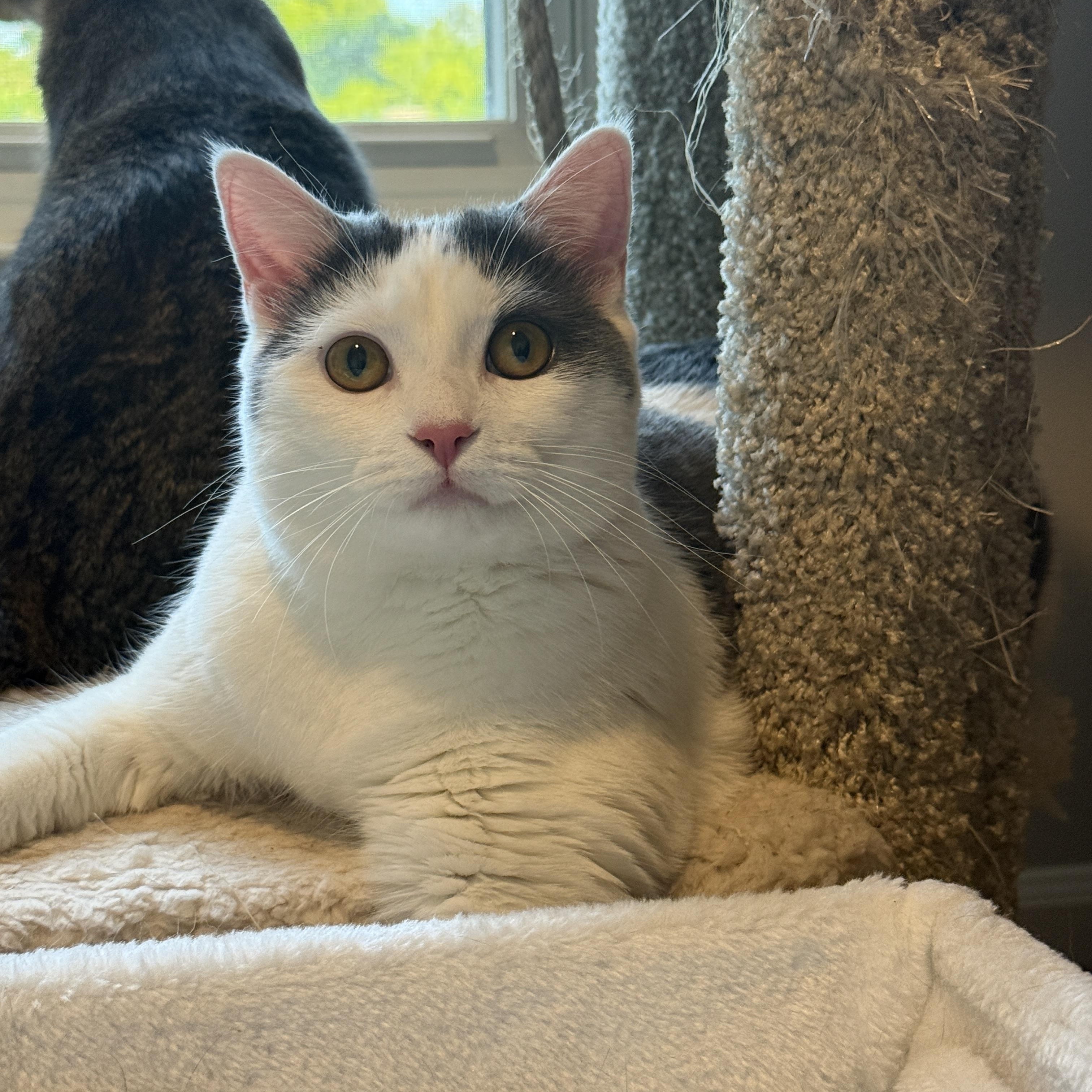 Enlarge Tai & Dionne (bonded pair), a ADOPTABLE Domestic Short Hair in Alexandria, VA image 5/6