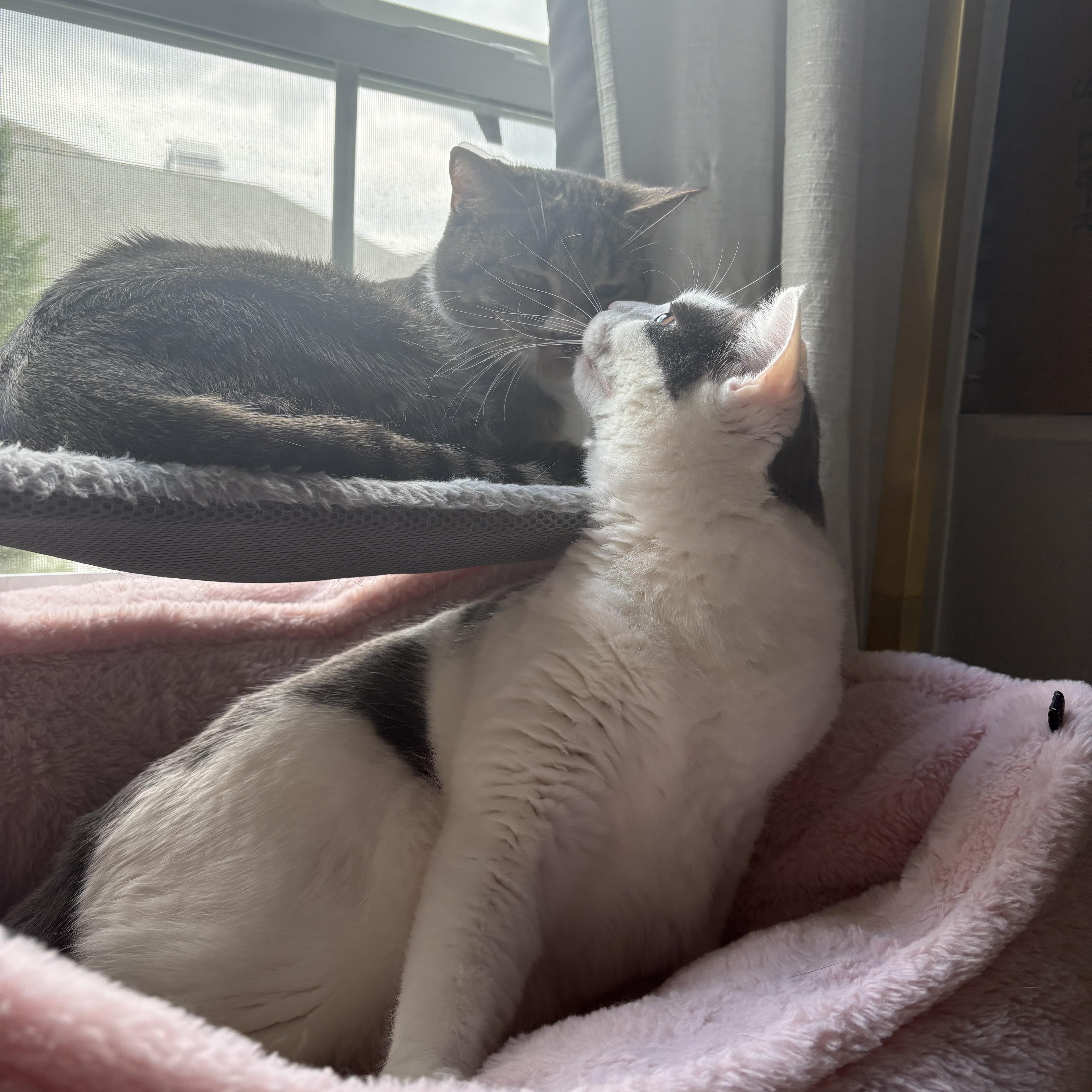 Enlarge Tai & Dionne (bonded pair), a ADOPTABLE Domestic Short Hair in Alexandria, VA image 2/6