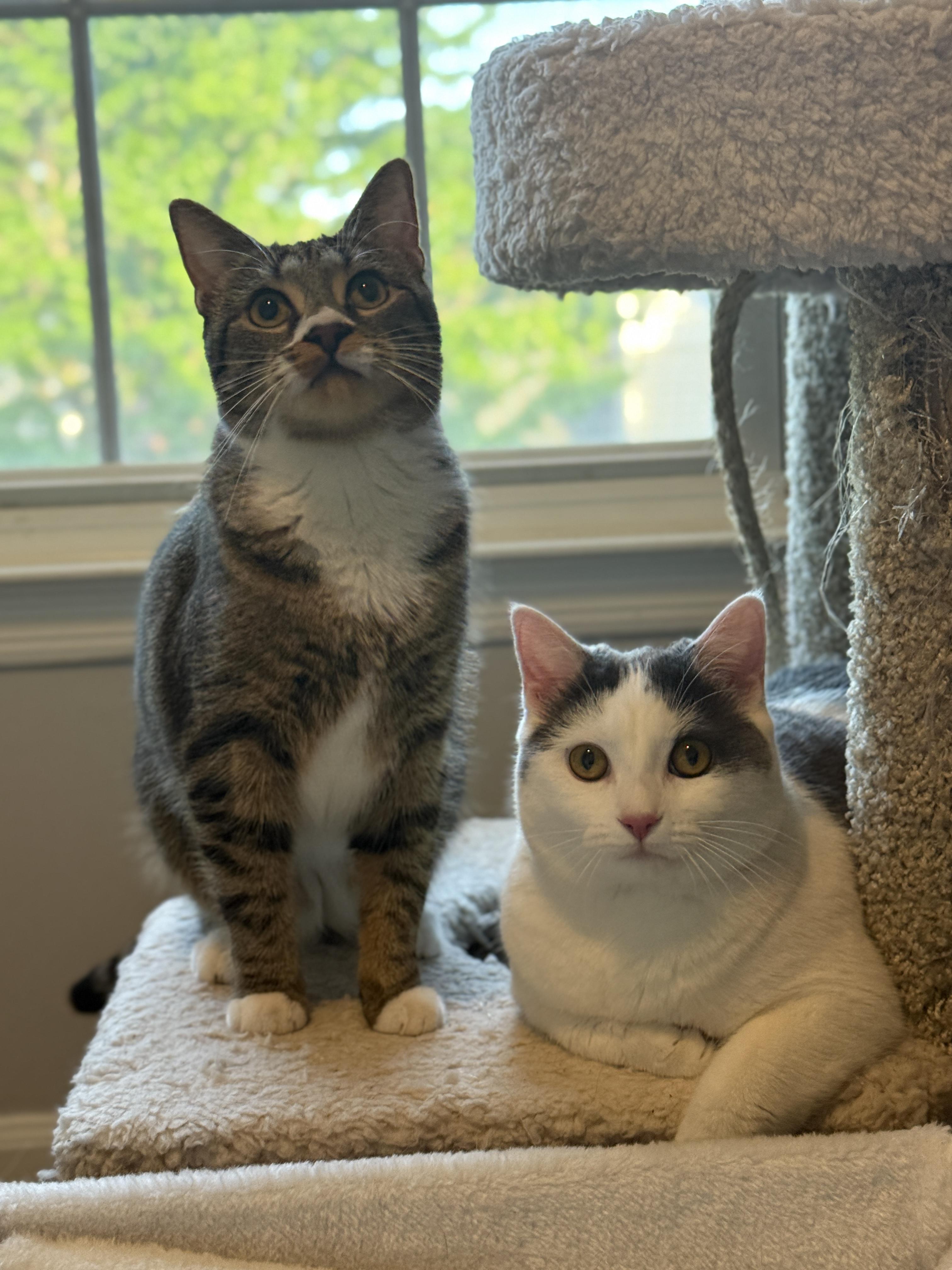 Enlarge Tai & Dionne (bonded pair), a ADOPTABLE Domestic Short Hair in Alexandria, VA image 1/6