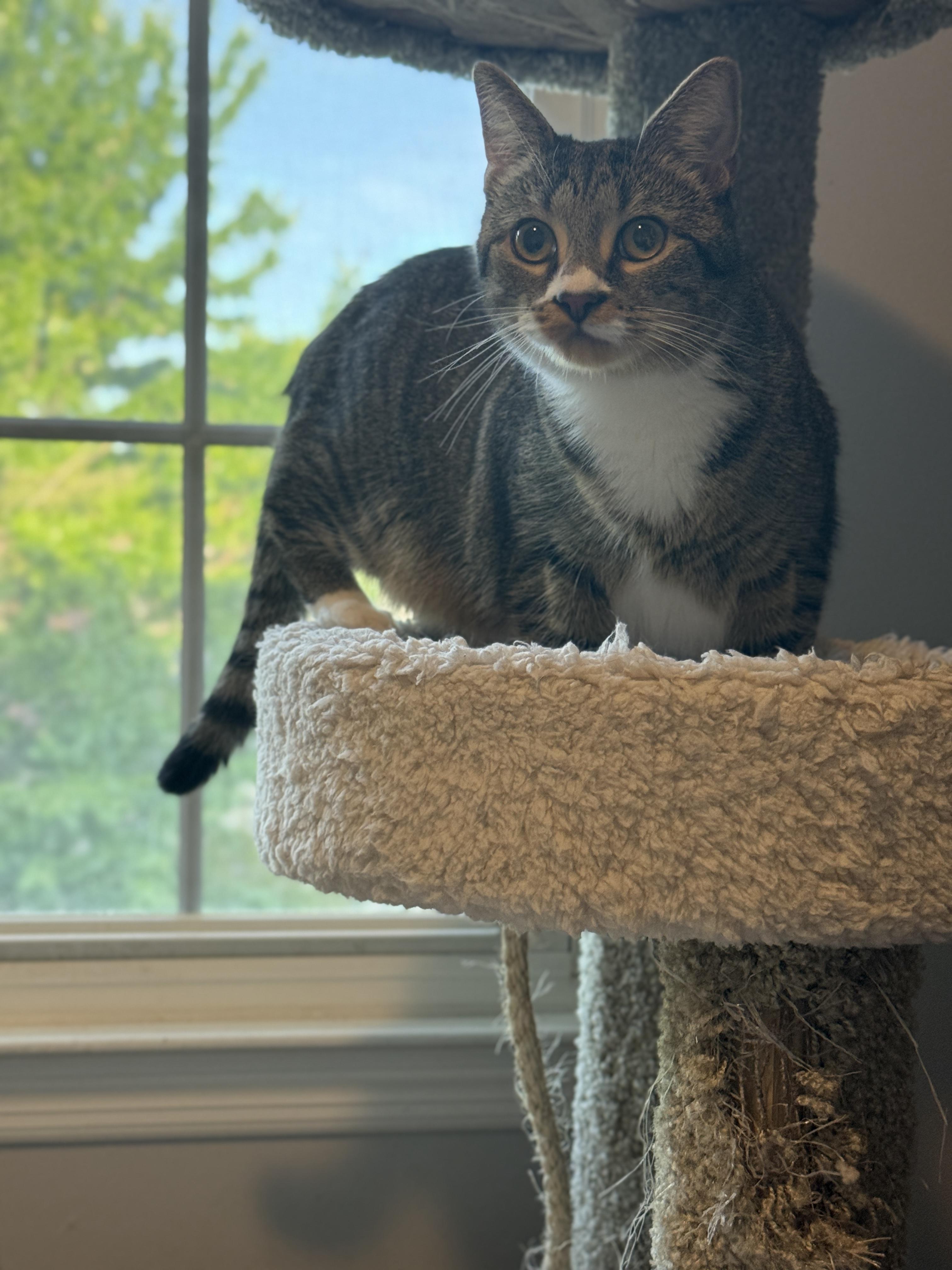Enlarge Tai & Dionne (bonded pair), a ADOPTABLE Domestic Short Hair in Alexandria, VA image 4/6