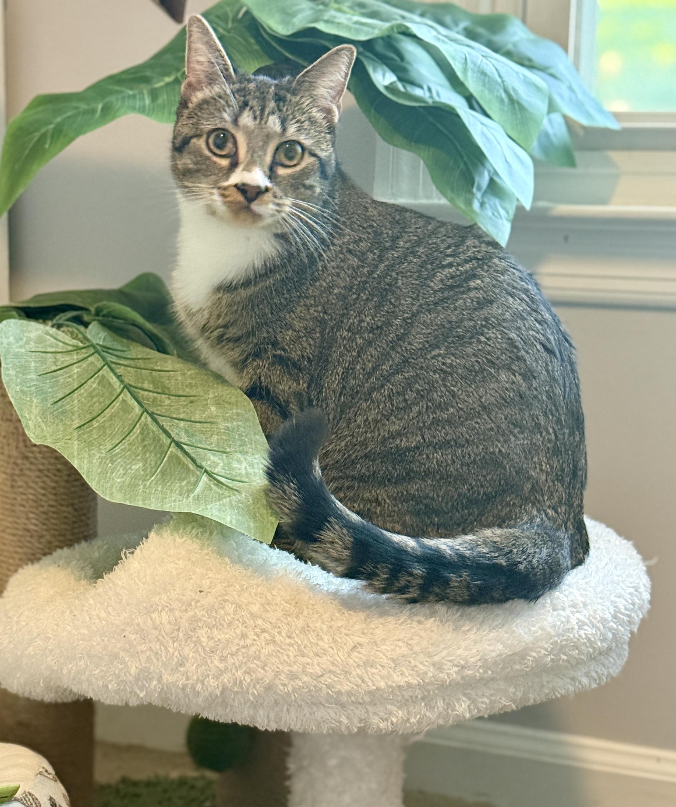 Enlarge Tai & Dionne (bonded pair), a ADOPTABLE Domestic Short Hair in Alexandria, VA image 6/6
