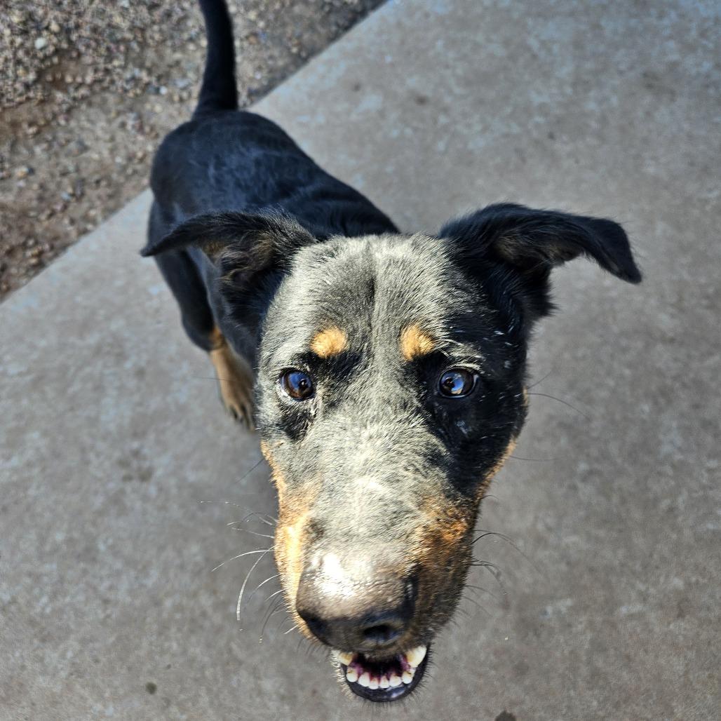 Enlarge Raven, a Adoptable mixed breed in Kingman, KS image 1/5