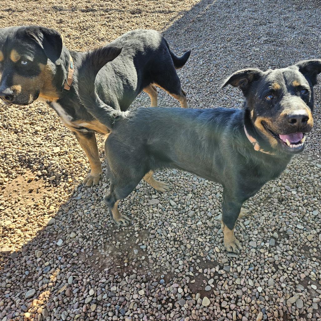 Enlarge Raven, a Adoptable mixed breed in Kingman, KS image 2/5