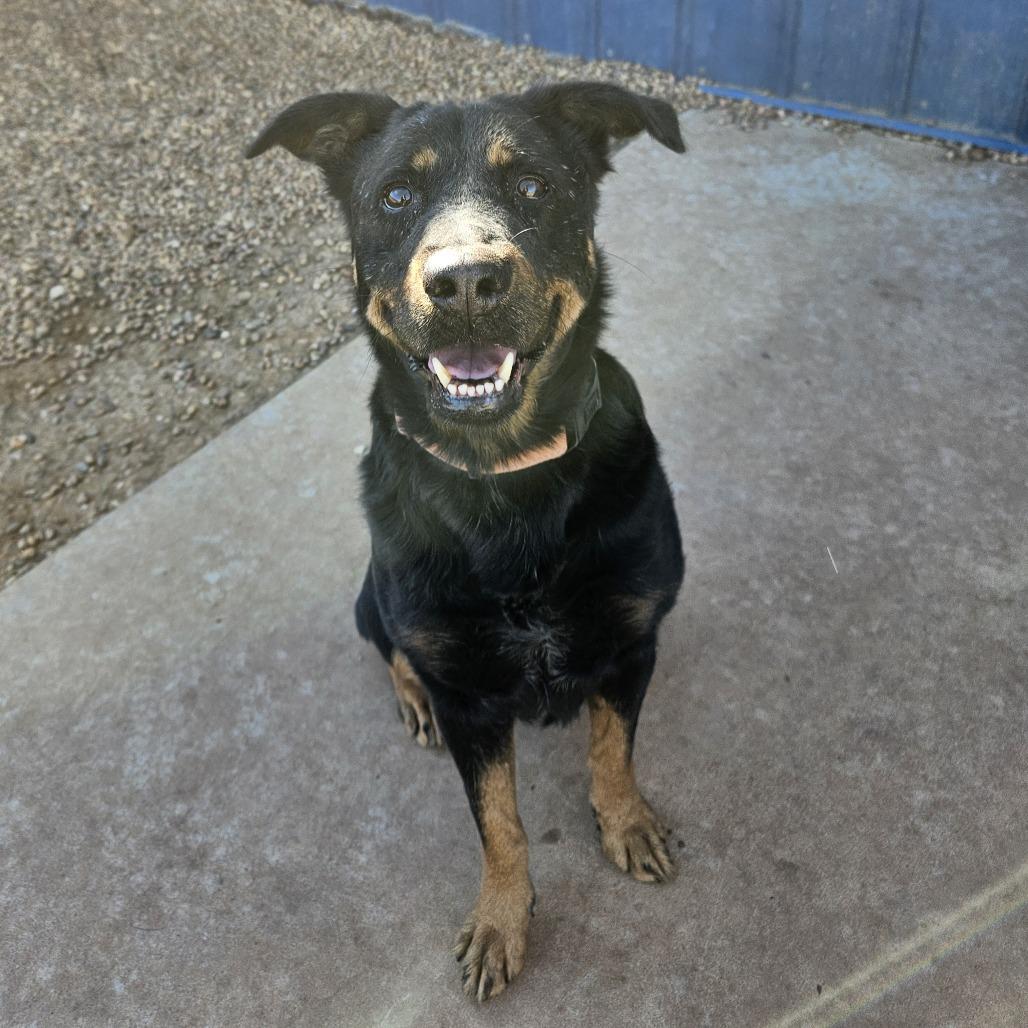 Enlarge Raven, a Adoptable mixed breed in Kingman, KS image 3/5