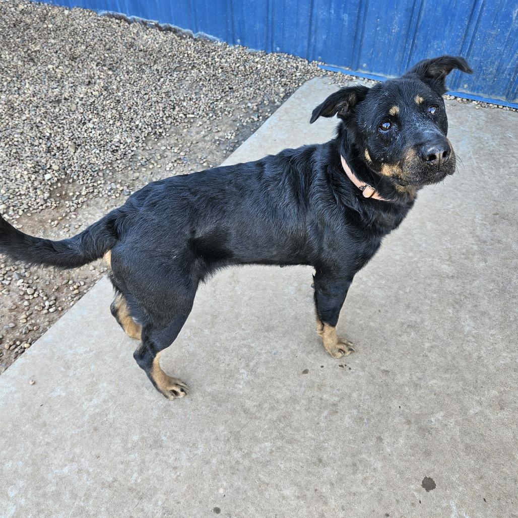 Enlarge Raven, a Adoptable mixed breed in Kingman, KS image 4/5