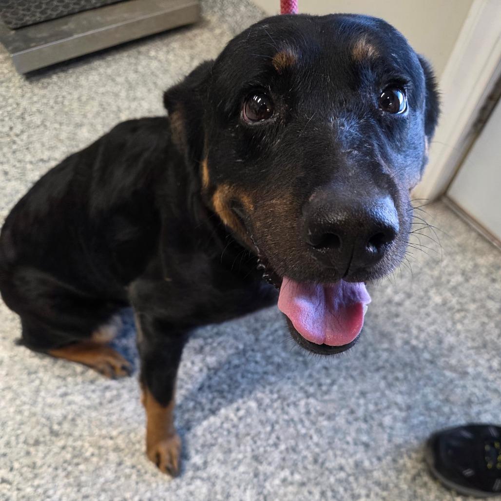 Raven, Adoptable, Adult Female Rottweiler.