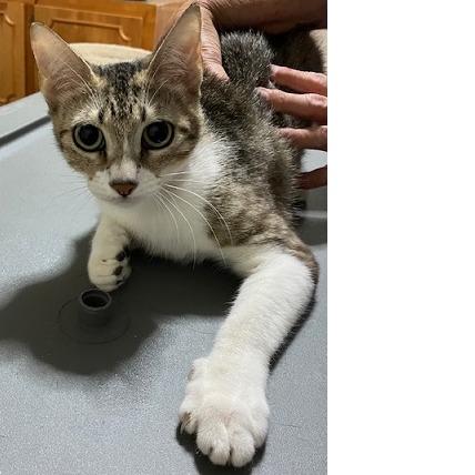 Amaris (Big Sister), Adoptable, Young Female Domestic Short Hair.