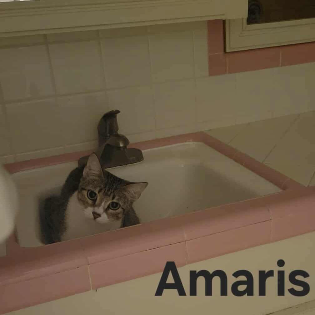 Enlarge Amaris (Big Sister), a Adoptable Domestic Short Hair in Baytown, TX image 2/2